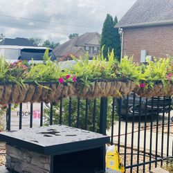 Fern/flower Baskets 15 Each