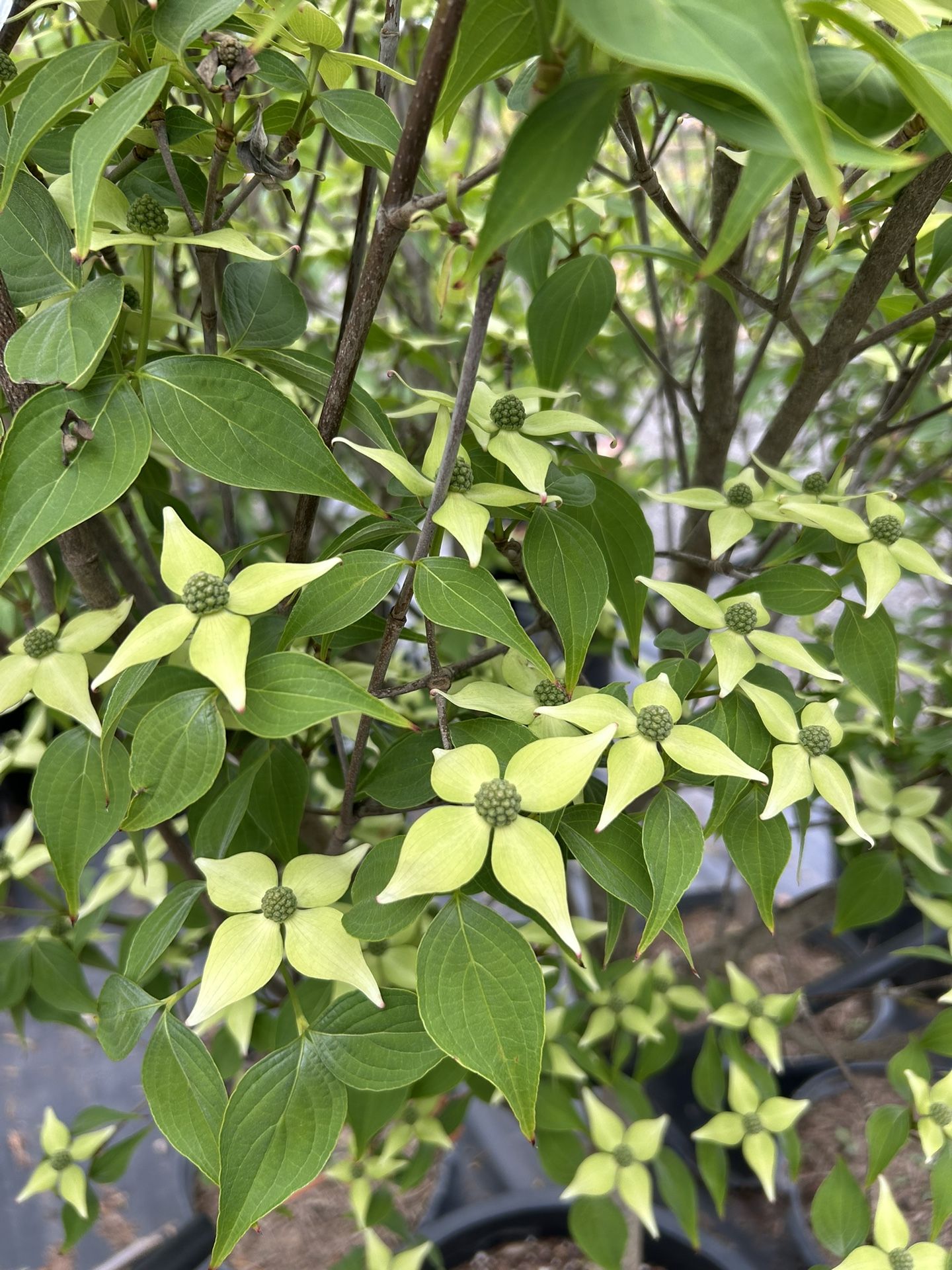 Milky Way Dogwood