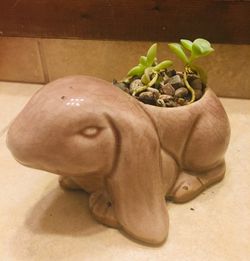Rabbit 🐇 Planter perfect for succulents