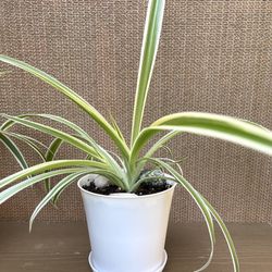 Spider House Plant In 4"pot With Saucer.