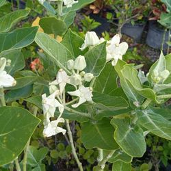 Milkweed Butterfly 🦋 Plants $15