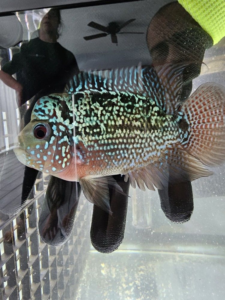 Flowerhorn Aquarium Fish