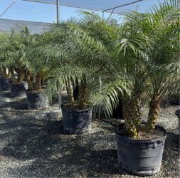 pygmy date palm tree