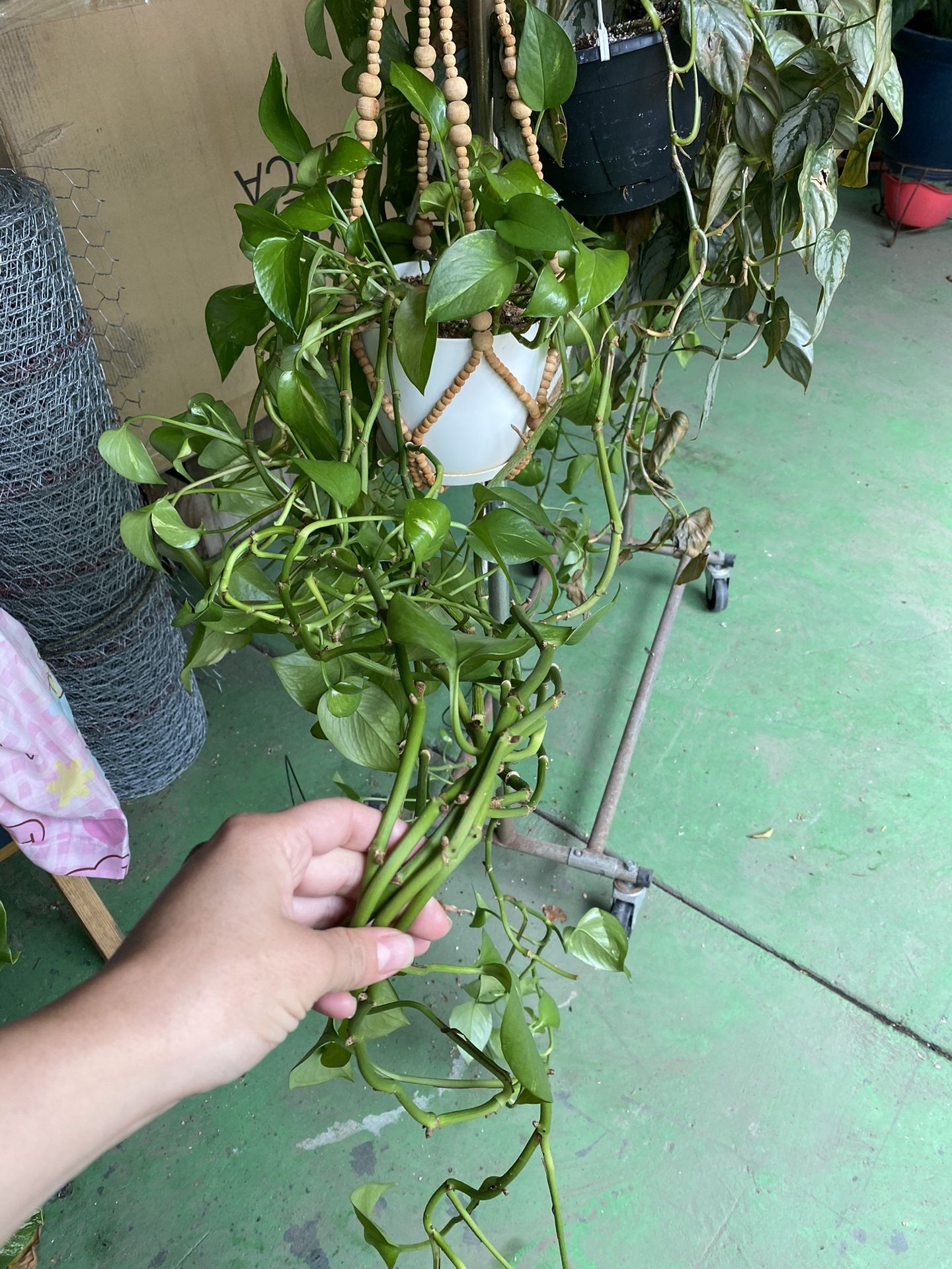 Long Trailing Pothos $25