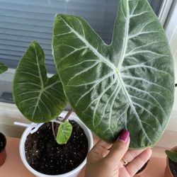Live Alocasia Pink Dragon