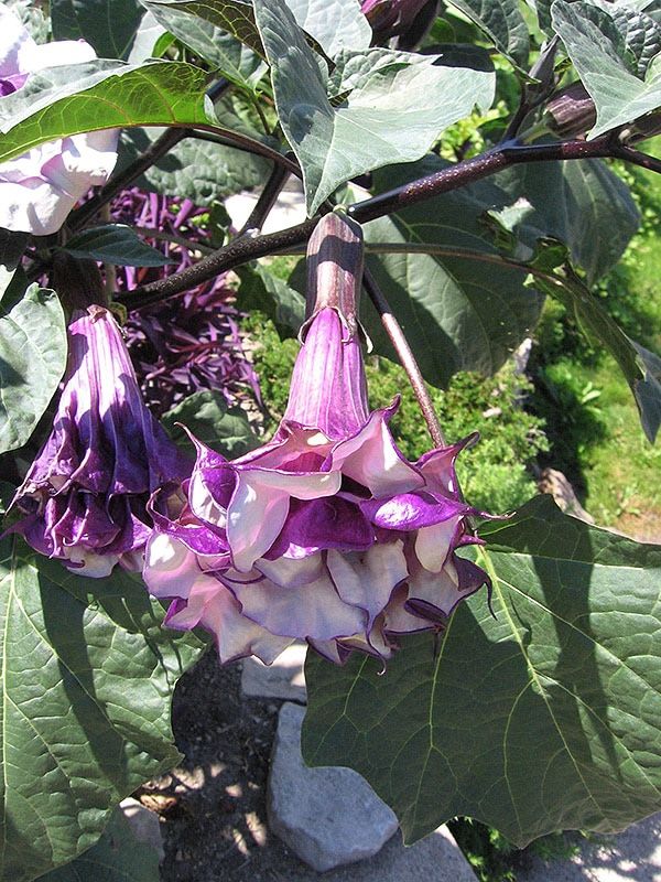 Purple trumpets