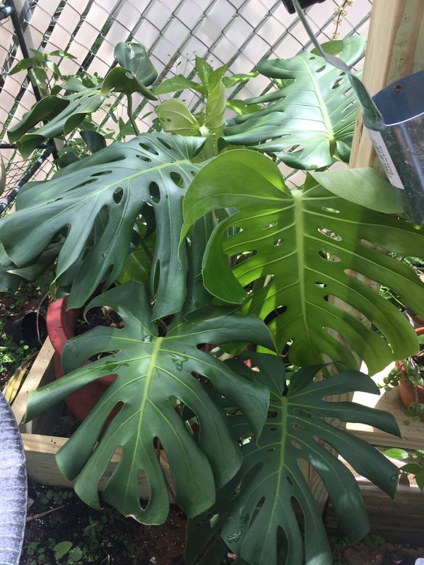 Split Leaf Philodendron/Swiss Cheese Plant for Sale in