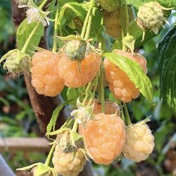 Organically raised Anne Yellow Raspberries
