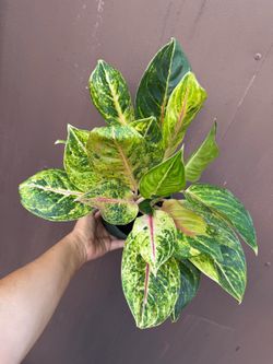 6” aglaonema golden papaya