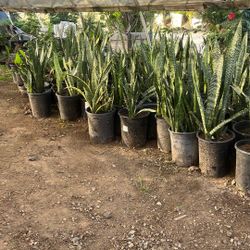Snake Plants 