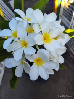 Bitty full plumeria plant