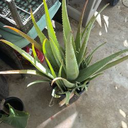 Aloe Vera
