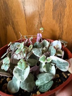 String of hearts variegated
