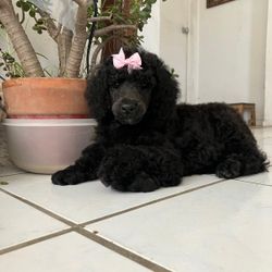 I Have Dog Bows 