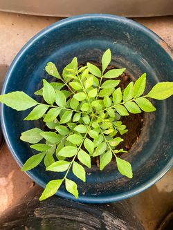 Curry Plant