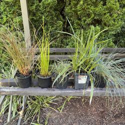 Ornamental Grasses. Sammamish, Beaver Lake 