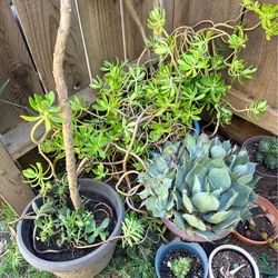 Succulents