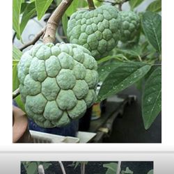 Sugar Apple 2 Gallon Plant Ready To Yield Fruits. Most Delicious Fruit In The Oriental. Custard Apple, Annona squamosa