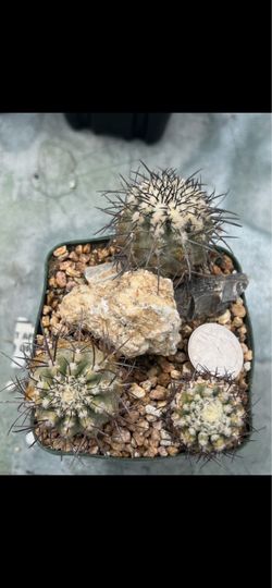 Copiapoa