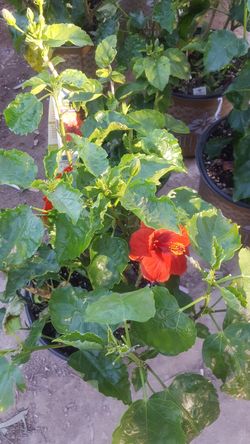 Hibiscus