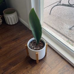 Whale Fin Snake Plant 