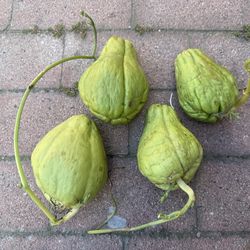 Free chayotes to grow