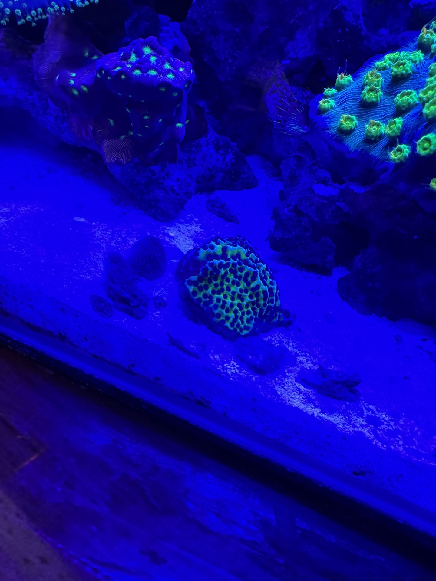 Fake Coral
