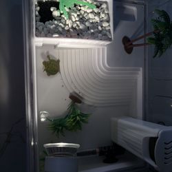 baby red eared slider for sale!! 