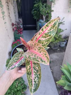 Aglonema Golden Star Plant $25