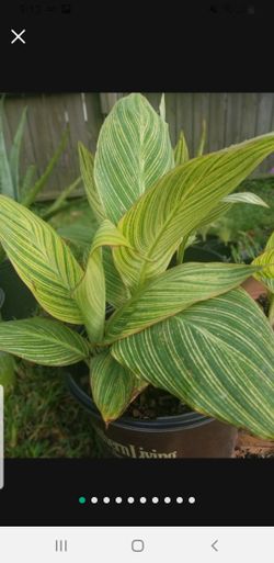 Bellas Plantas De Lily  A $10 Cada Maceta Envíe Texto Y Pregunte 