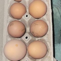 Chicken Eggs