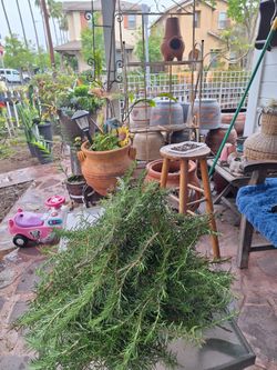 Ramas De Romero Gratis En Azusa 