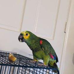 Jaula Para Loros 