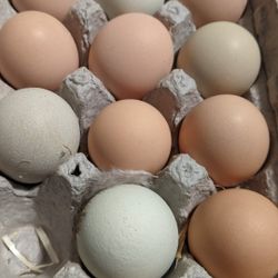 Chicken Eggs 
