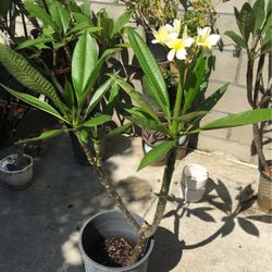 plant plumaria