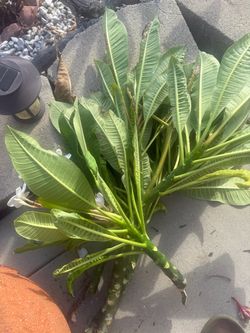 Plumeria Cutting with Leaves and Blooms