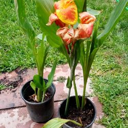 lilys matizados amarillo Ay anaranjado