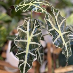 Alocasia Plants