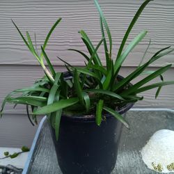 Spring Fragrance Perennial Plants 