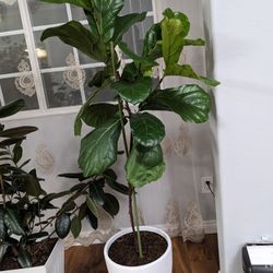 Ficus Litata 