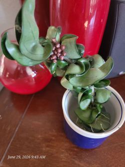Hindu Rope Plant rooted cutting