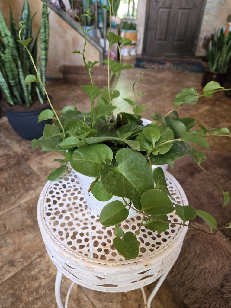 Princess Or Insulin Plant In 6in Ceramic Pot
