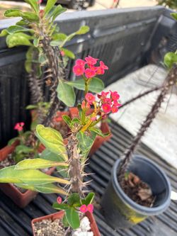 Crown of thorns and STAPELIA and snake plants