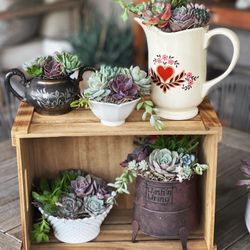 Live succulent Arrangements