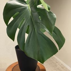 Monstera Deliciousa