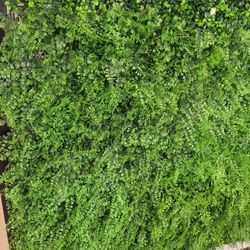 Fancy Wall Ivy
