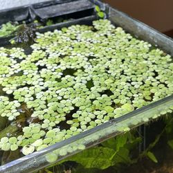 Water Spangle Floating Aquarium Plant 