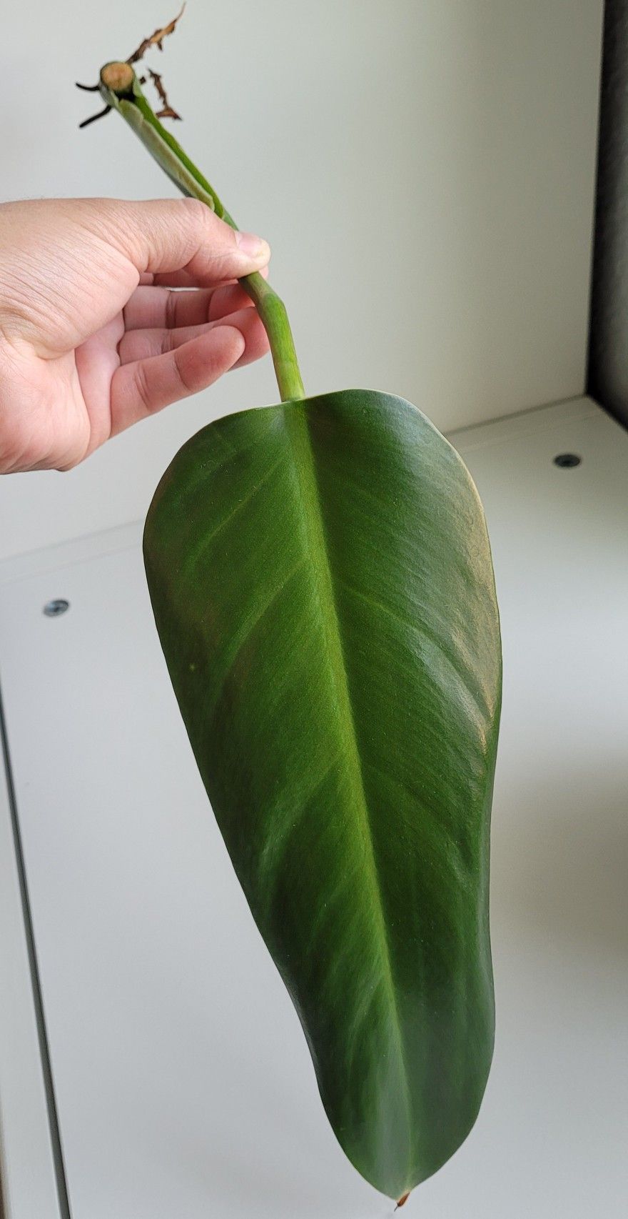 Philodendron Tuxtlanum 'Red Queen'