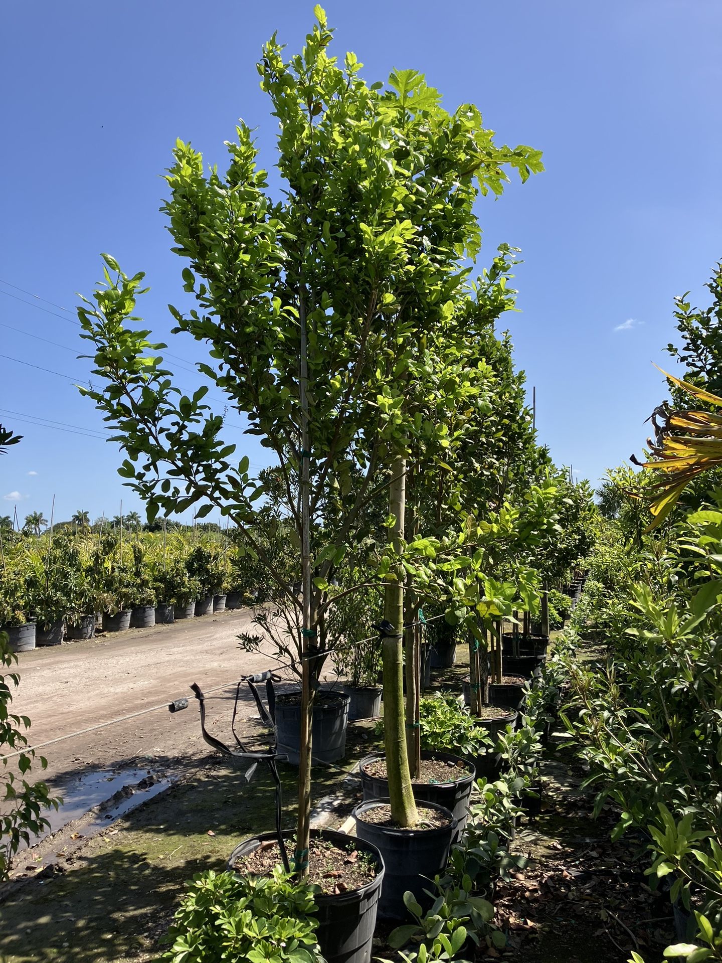 Pigeon Plum Trees