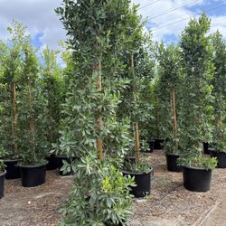 Ficus 